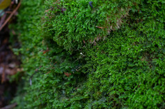 Cantharellopsis prescotii