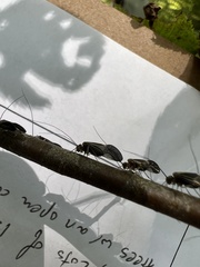 Cerastipsocus venosus