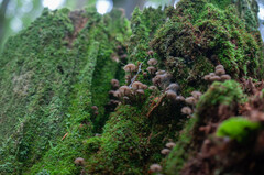 Hydropus marginellus