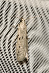 Homoeosoma nebulella