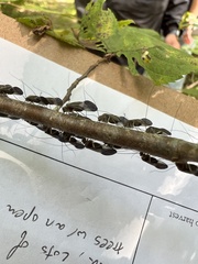 Cerastipsocus venosus