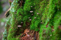 Hydropus marginellus