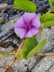 Ipomoea pes-caprae