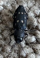 Melanophila consputa