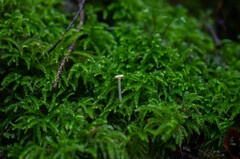 Cantharellopsis prescotii