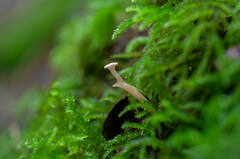 Cantharellopsis prescotii