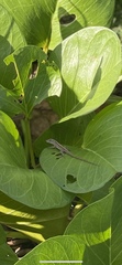 Anolis sagrei
