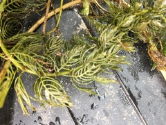 Myriophyllum sibiricum