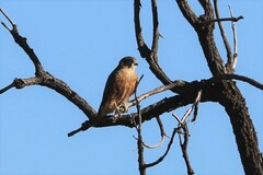 Falco longipennis