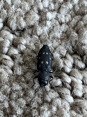 Melanophila consputa