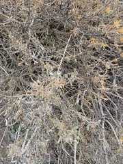 Atriplex lampa