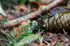 Marasmius wettsteinii