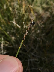 Carex myosuroides