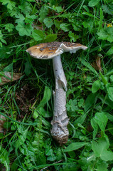 Amanita ceciliae