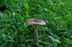 Amanita ceciliae