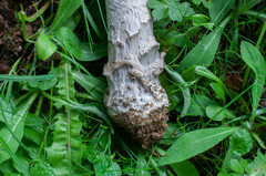 Amanita ceciliae