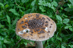 Amanita ceciliae