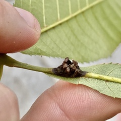 Phylloxera spinosa
