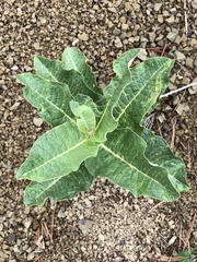 Asclepias hypoleuca