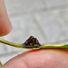 Phylloxera spinosa
