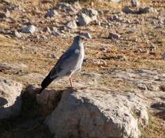 Melierax canorus argentior