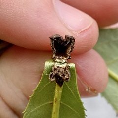 Phylloxera spinosa