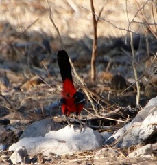 Laniarius atrococcineus