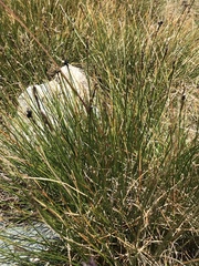Carex myosuroides