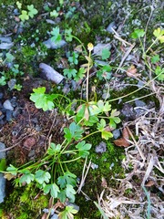 Ranunculus pygmaeus