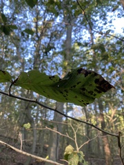 Litylenchus crenatae