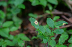 Exobasidium arescens