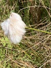 Eriophorum virginicum