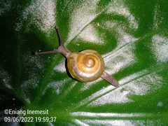 Bradybaena similaris