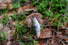 Cortinarius stillatitius