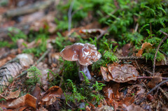 Cortinarius stillatitius