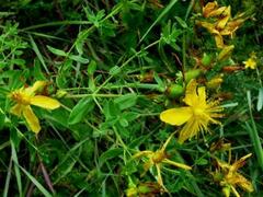 Hypericum perforatum