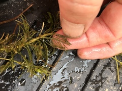 Myriophyllum sibiricum