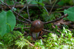 Cortinarius stillatitius