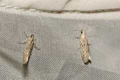 Homoeosoma nebulella
