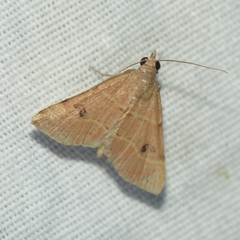 Hemeroplanis rectalis