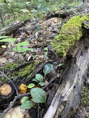 Pyrola americana