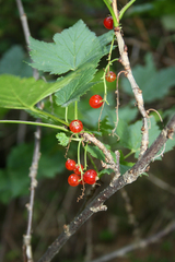 Ribes petraeum