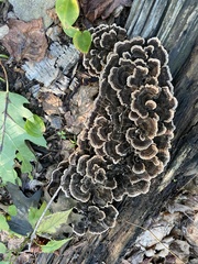 Trametes versicolor