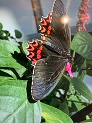 Papilioninae