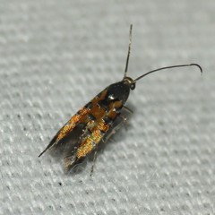 Neoheliodines hodgesi