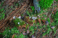 Hydropus marginellus