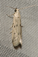 Homoeosoma nebulella