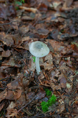 Amanita coryli
