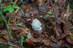 Amanita coryli