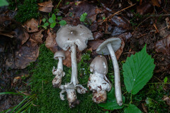 Amanita coryli